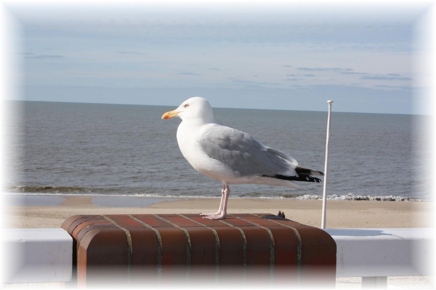 Haus Wattenblick Og Apartment Morsum (Sylt)